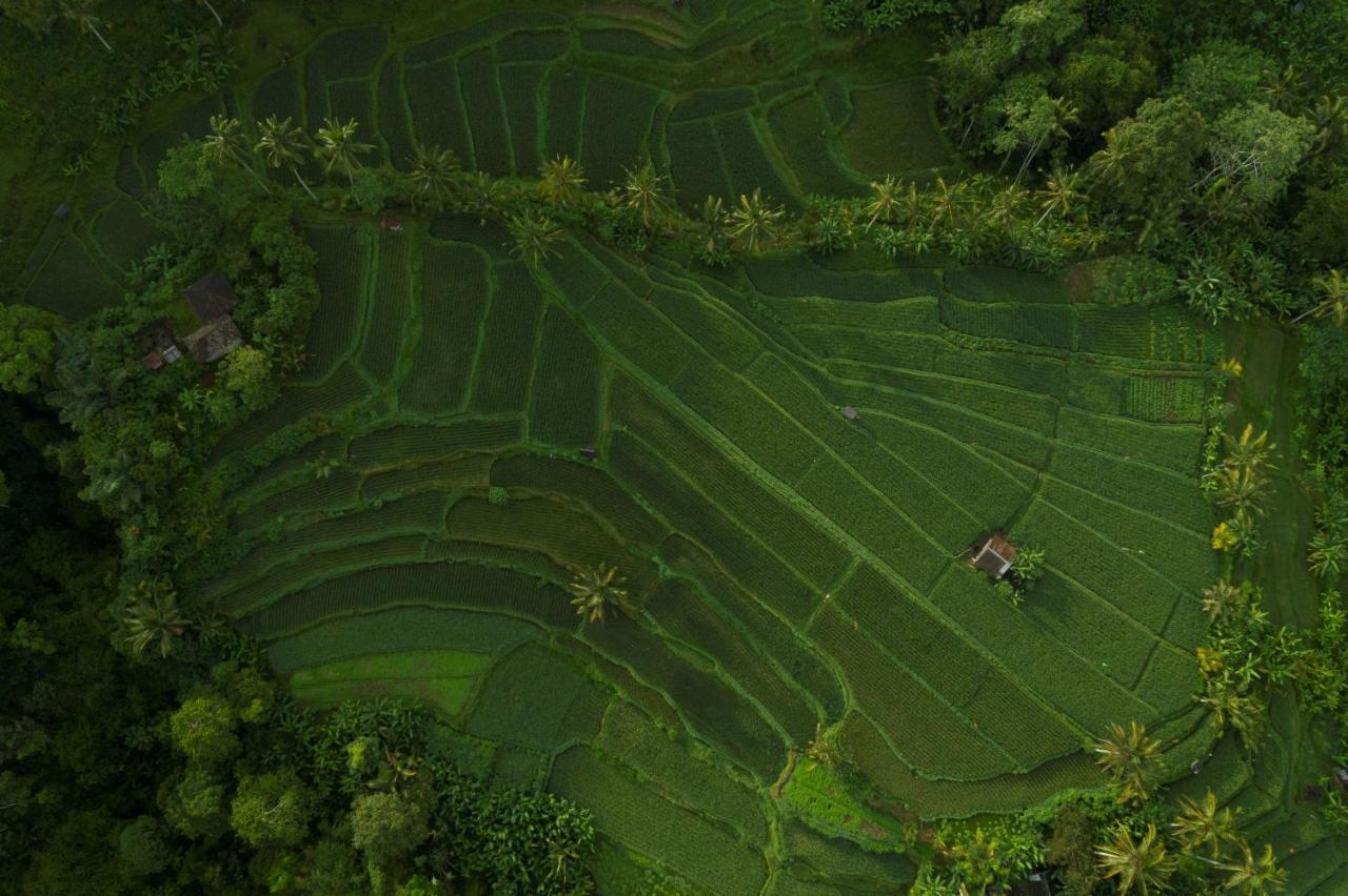 Adiwana Suweta Hotel Ubud Eksteriør billede Aerial view of a rice paddy in Bali, Indonesia